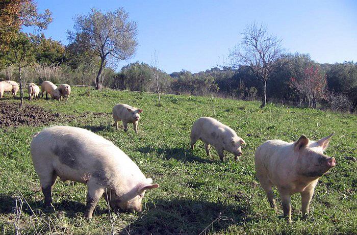 Fattoria Biococò