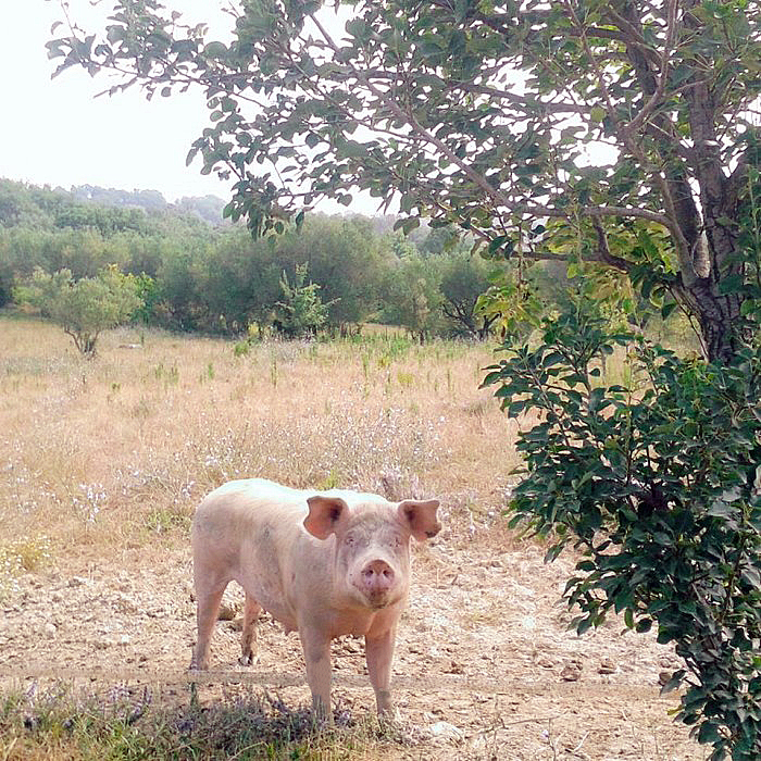 Fattoria Biococò